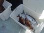 Tuncurry-PhilRoach 062